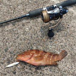 越前海岸でキジハタを探す